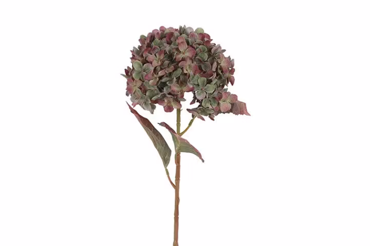 Hortensia Grøn/lilla