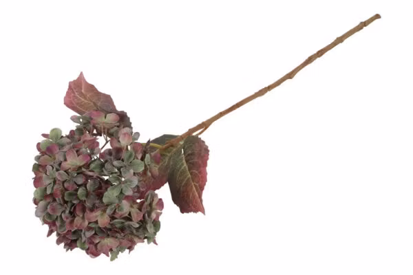 Hortensia Grøn/lilla
