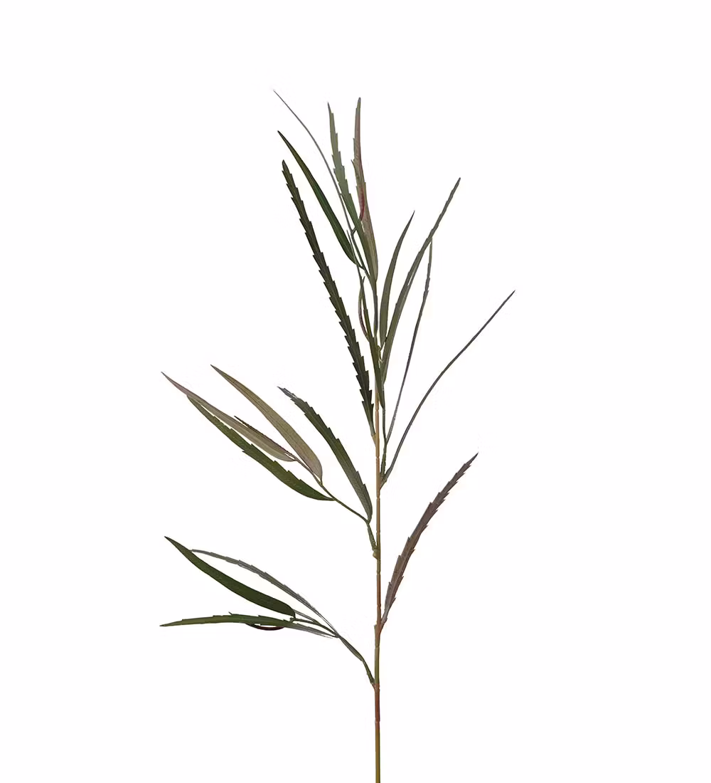 Grevillea gren