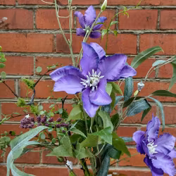 Buket med Clematis