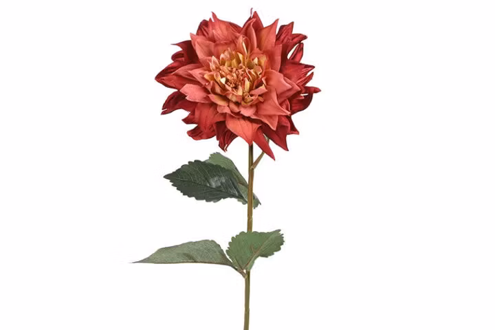 Dahlia lys bordeaux