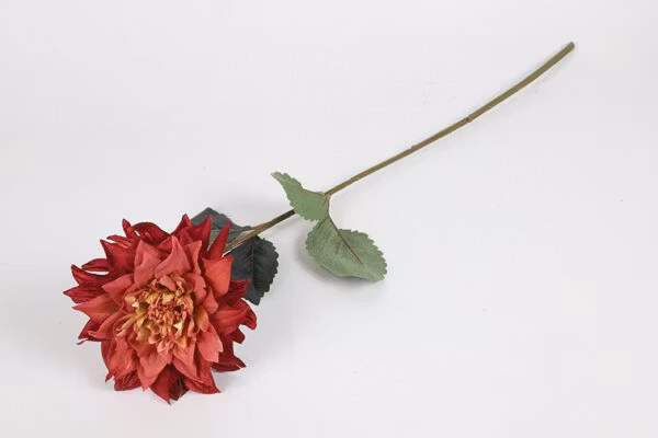 Dahlia lys bordeaux