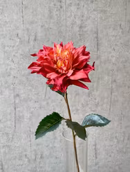 Dahlia lys bordeaux
