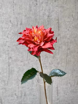 Dahlia lys bordeaux