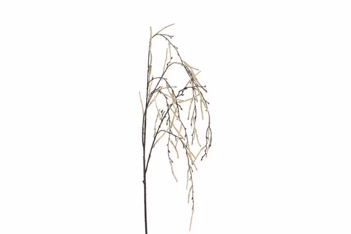 Hænge salix creme