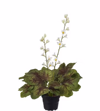 Alunrot plante