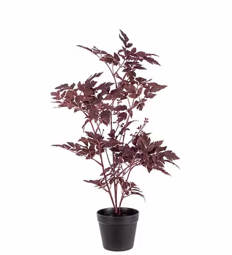 Silverax plante