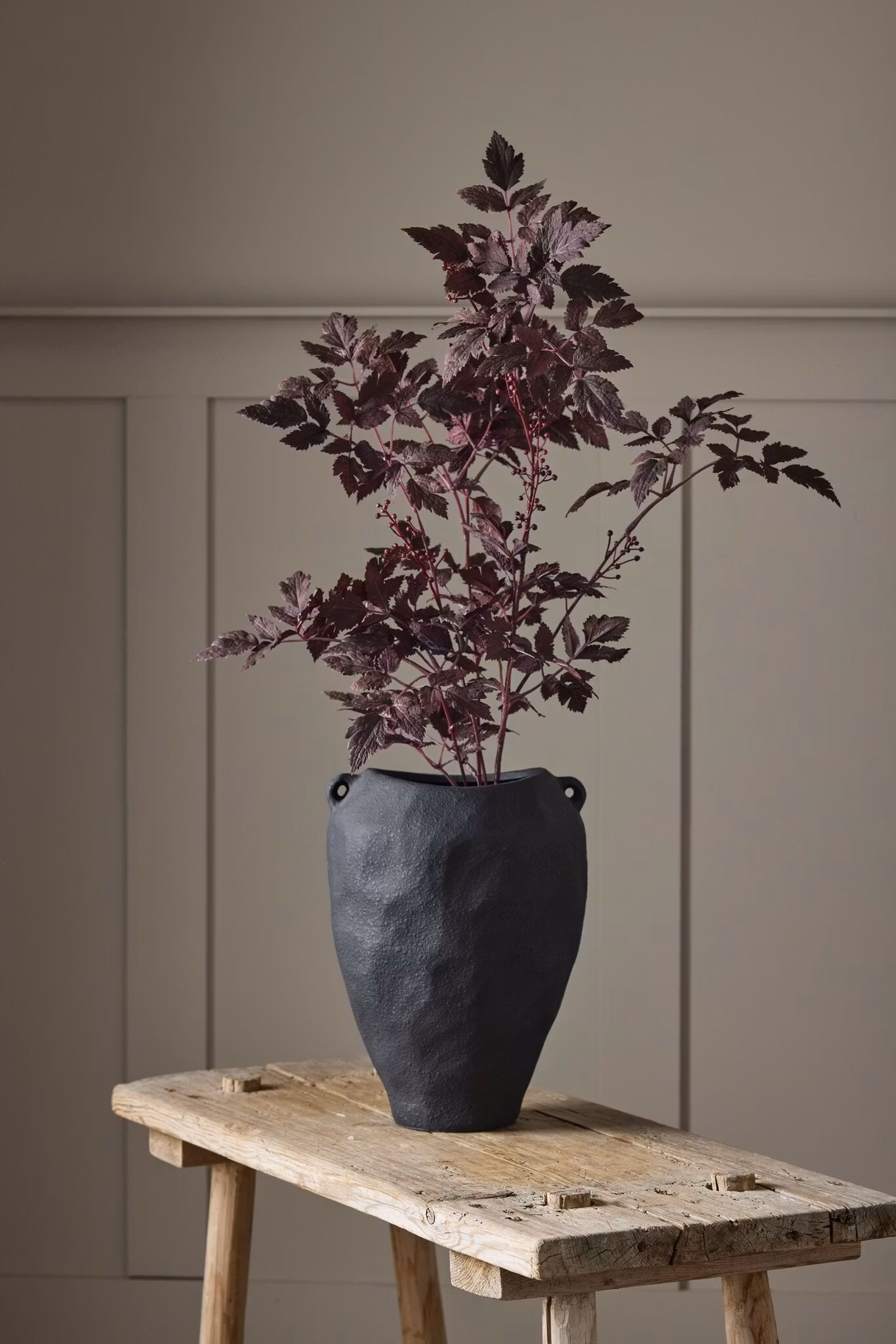 Silverax plante