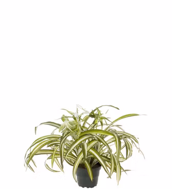 Clorophyton plante
