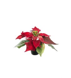 Mini julestjerne rød 10 cm