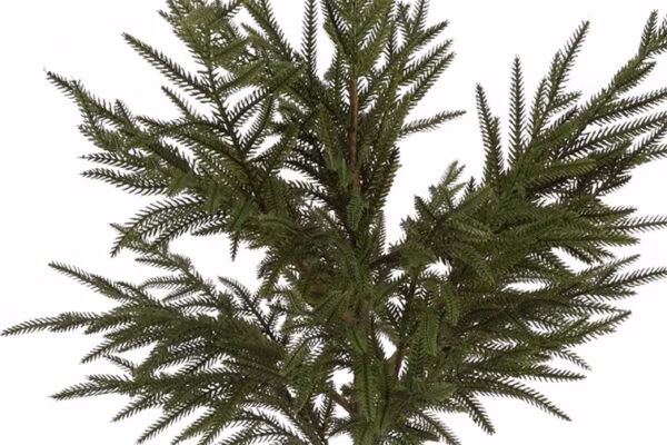 Juletræ opstammet i pot