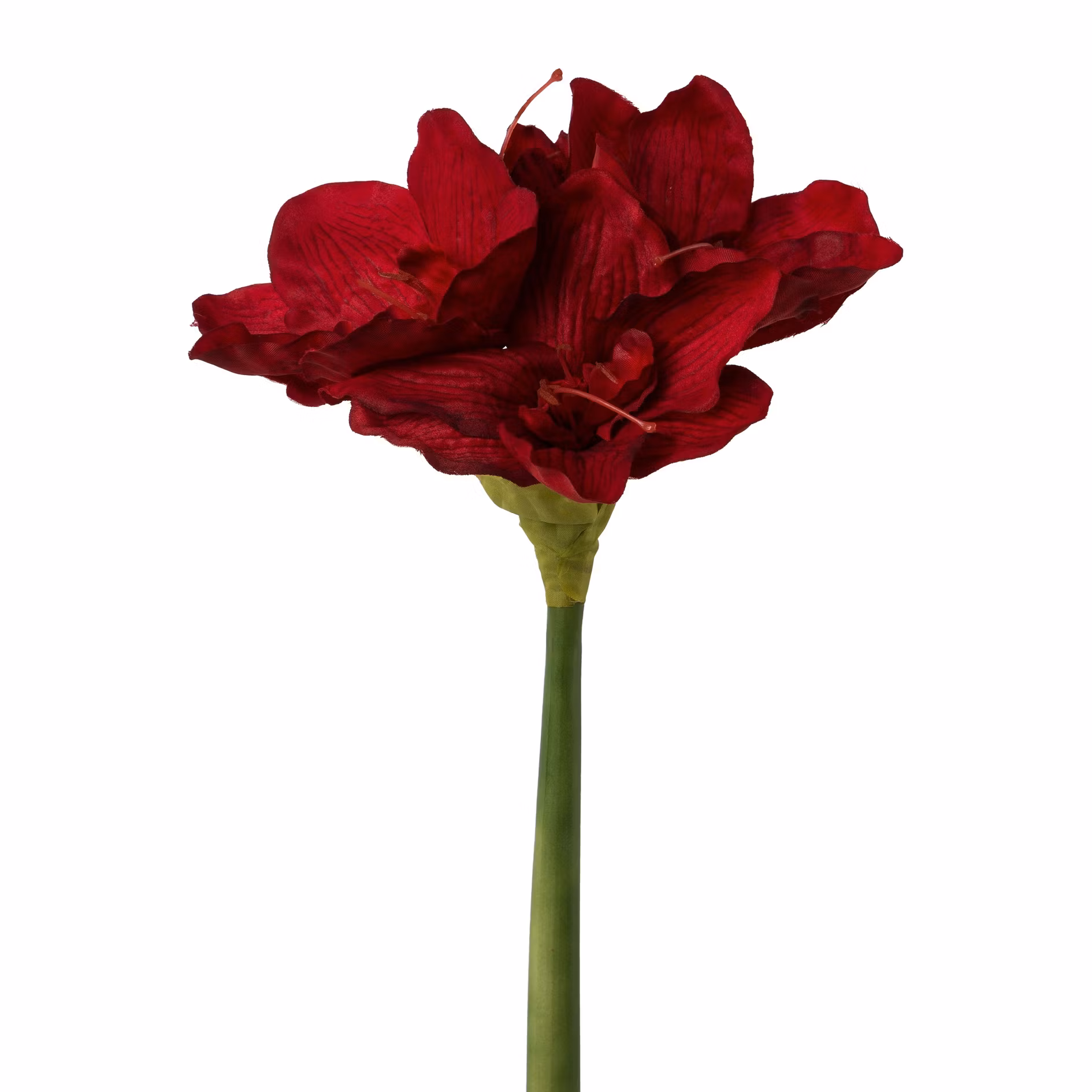 Amaryllis Rød