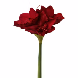 Amaryllis Rød