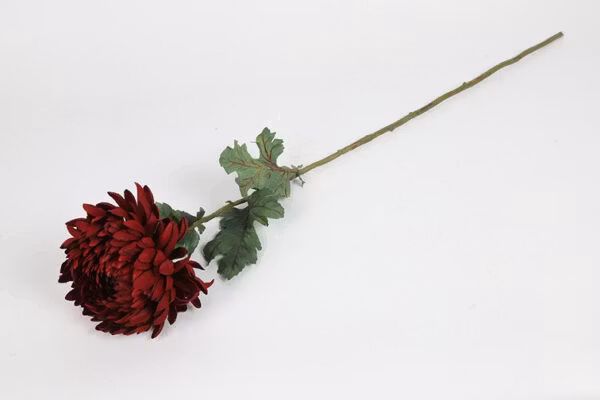 Chrysanthemum rød