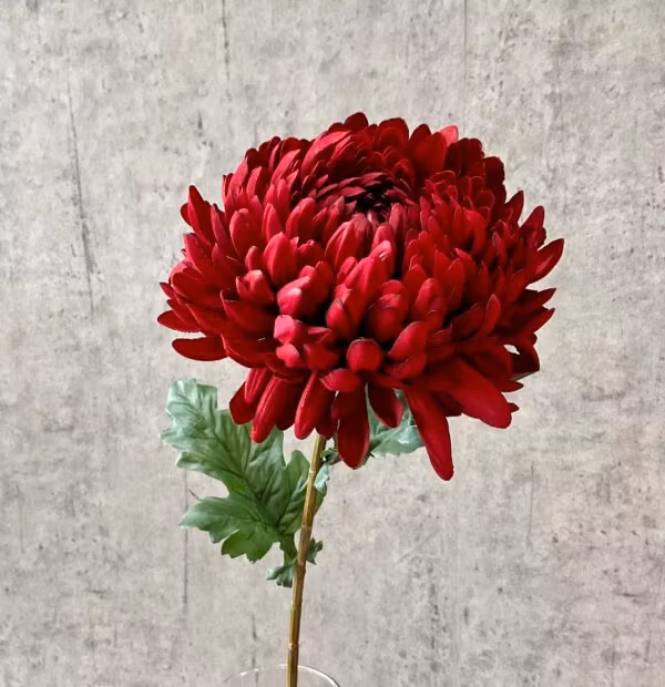 Chrysanthemum rød