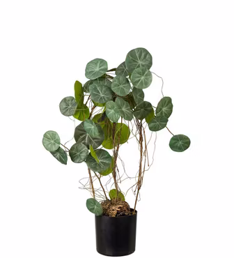 Stephania Erecta plante