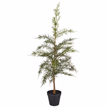 Cypress i potte grøn