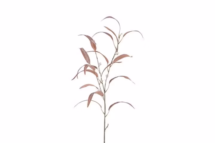 Eukalyptus rød