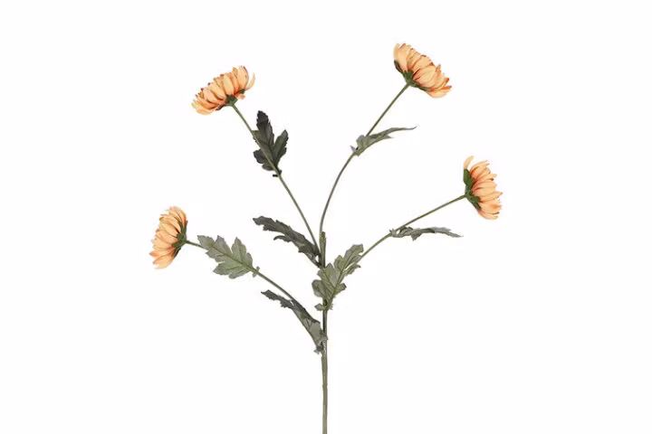 Chrysanthemum karmel