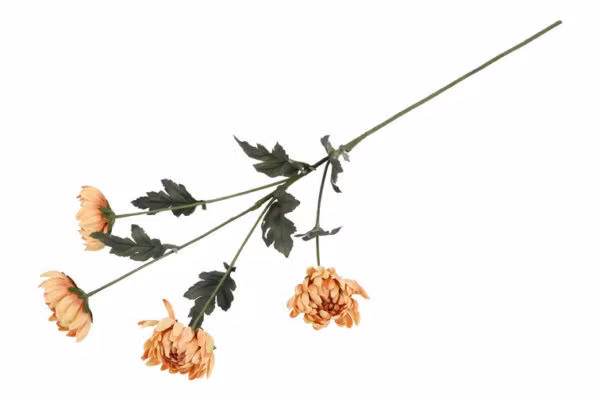 Chrysanthemum karmel