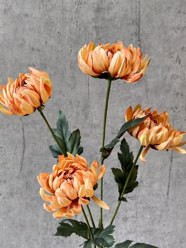 Chrysanthemum karmel