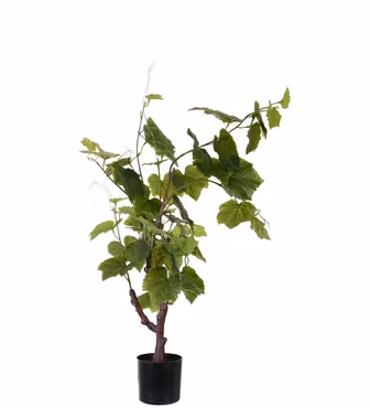 Vinstok plante