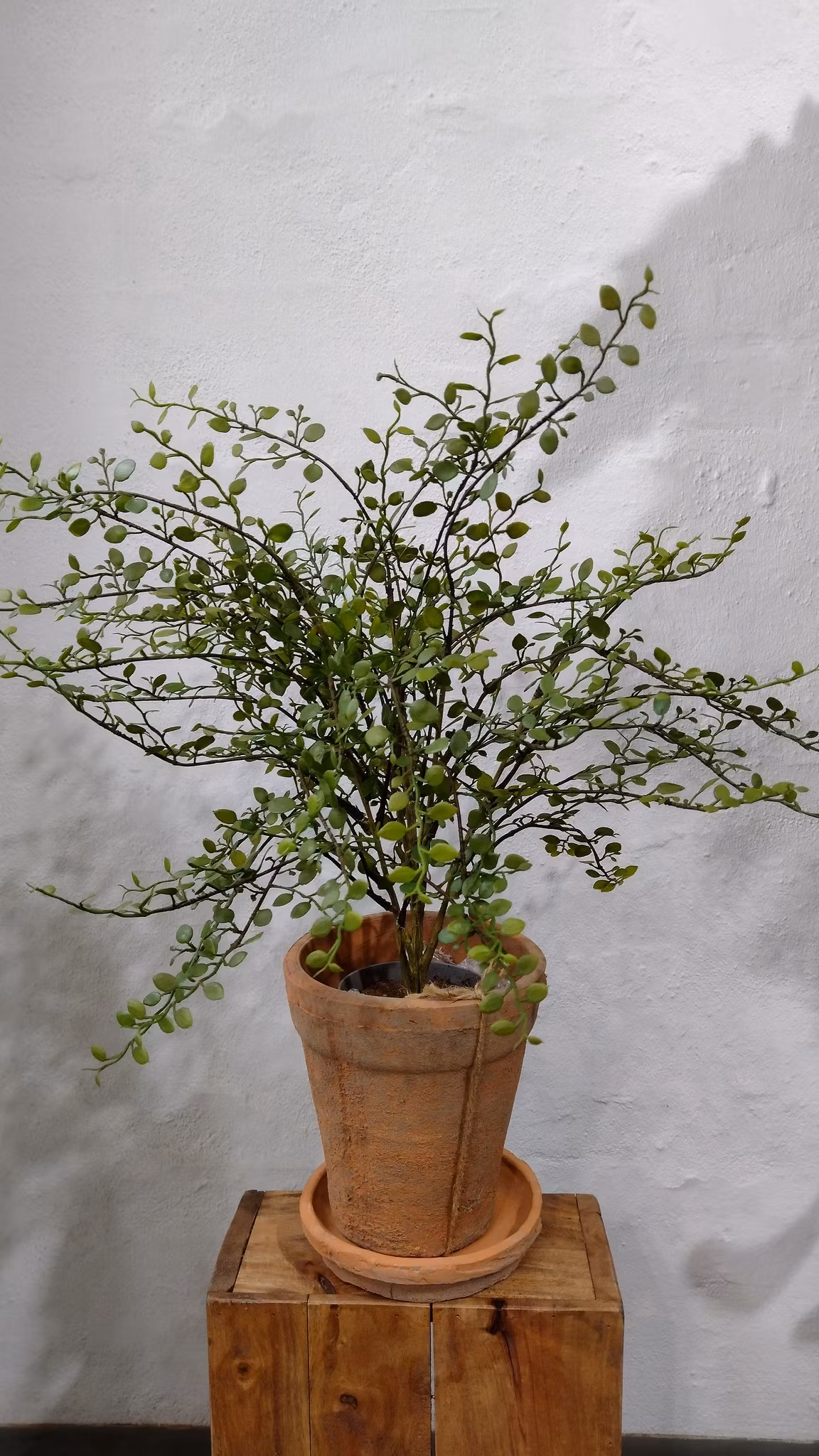 Muehlenbeckia 50 cm