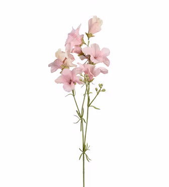 Petunia Lys lilla