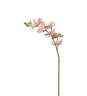 Orkide stilk Rosa