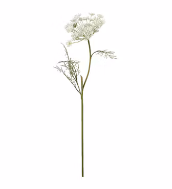 Vild Gulerodsblomst Hvid