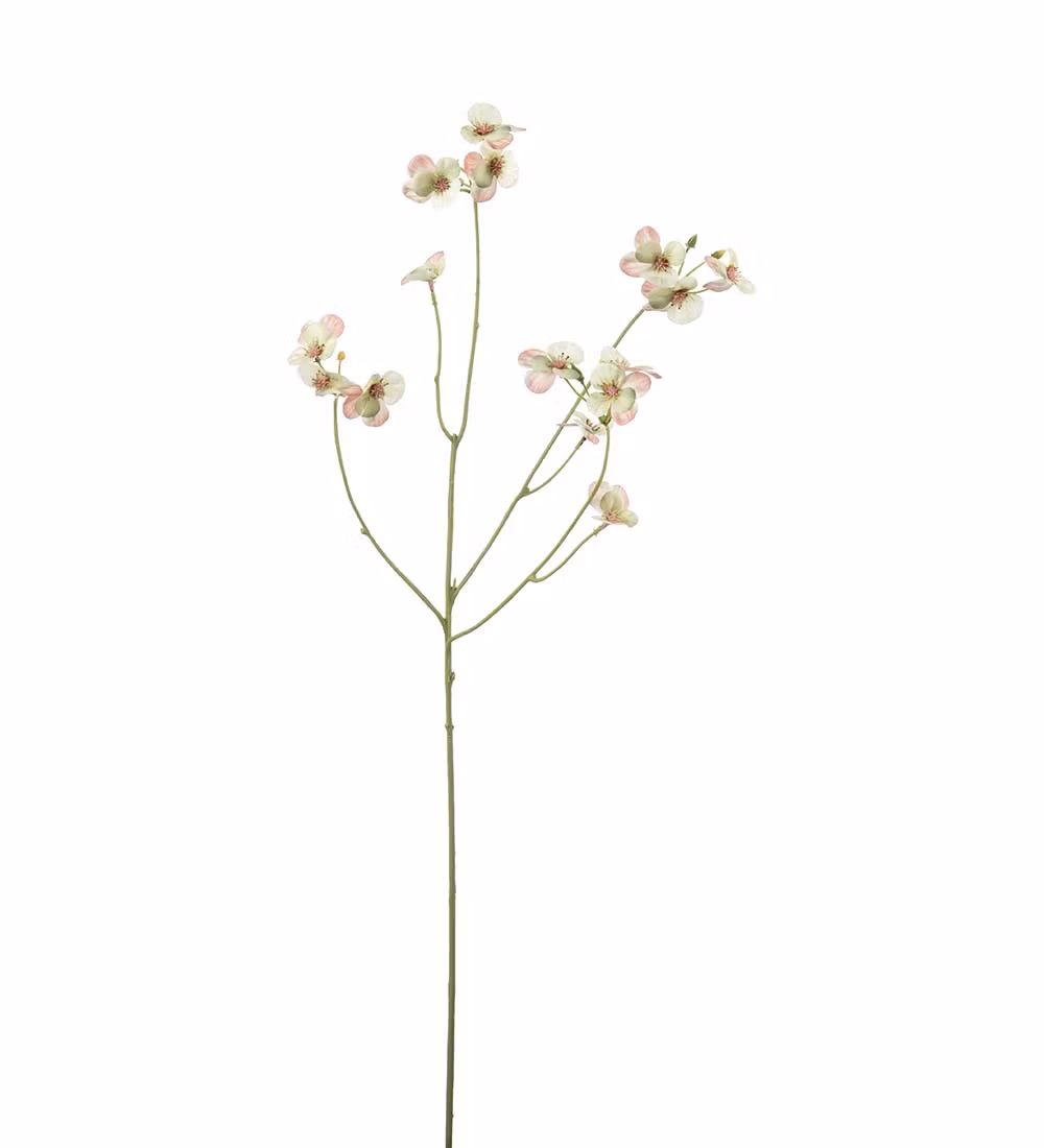 Stedmoderblomst Hvid/rosa