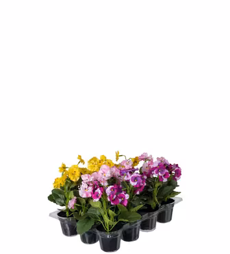 Stedmoderblomst i potte