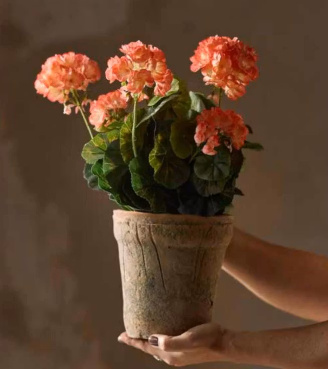 Pelagon fersken i potte