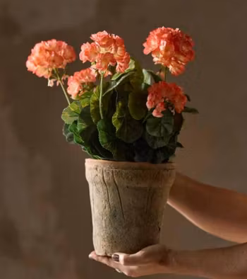 Pelagon fersken i potte