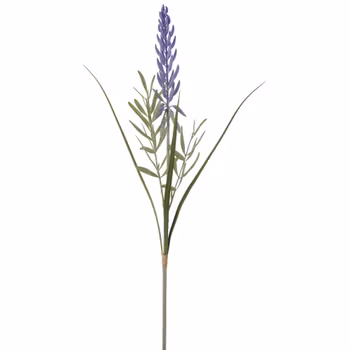 Lupin gren med blade