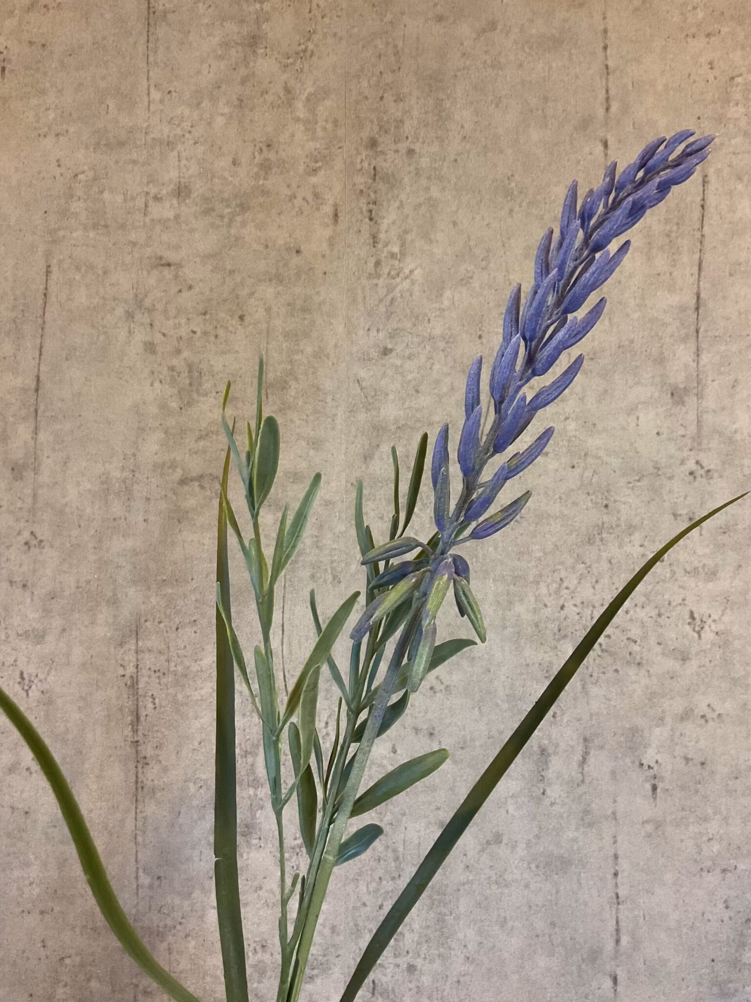 Lupin gren med blade