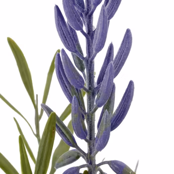 Lupin gren med blade