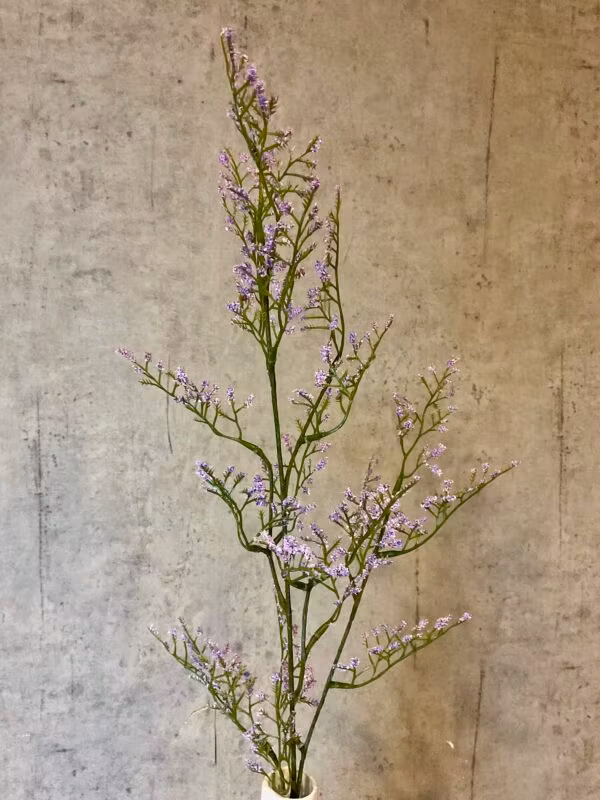 Limonium gren lys lilla
