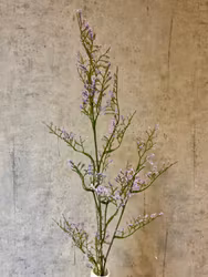 Limonium gren lys lilla