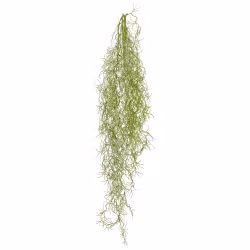 Tillandsia hænge plante
