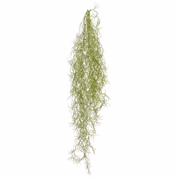 Tillandsia hænge plante