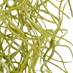 Tillandsia hænge plante