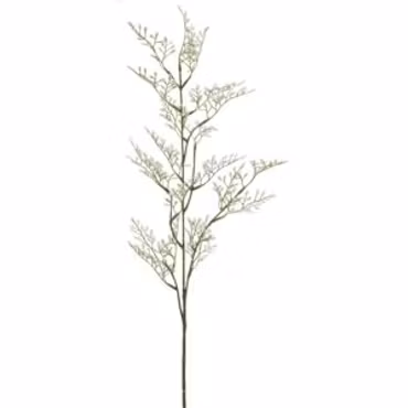 Limonium gren Hvid
