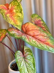 Caladium lys grøn/rød