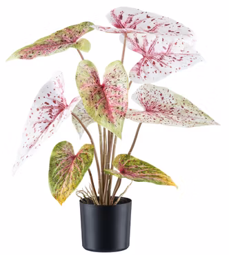 Caladium lys grøn/rosa
