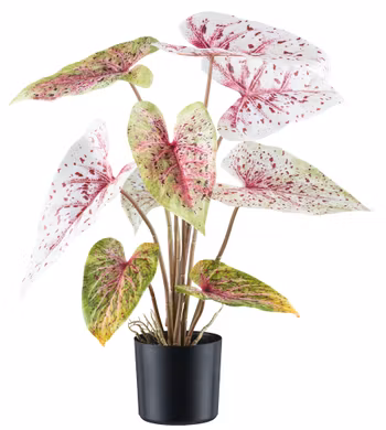 Caladium lys grøn/rosa