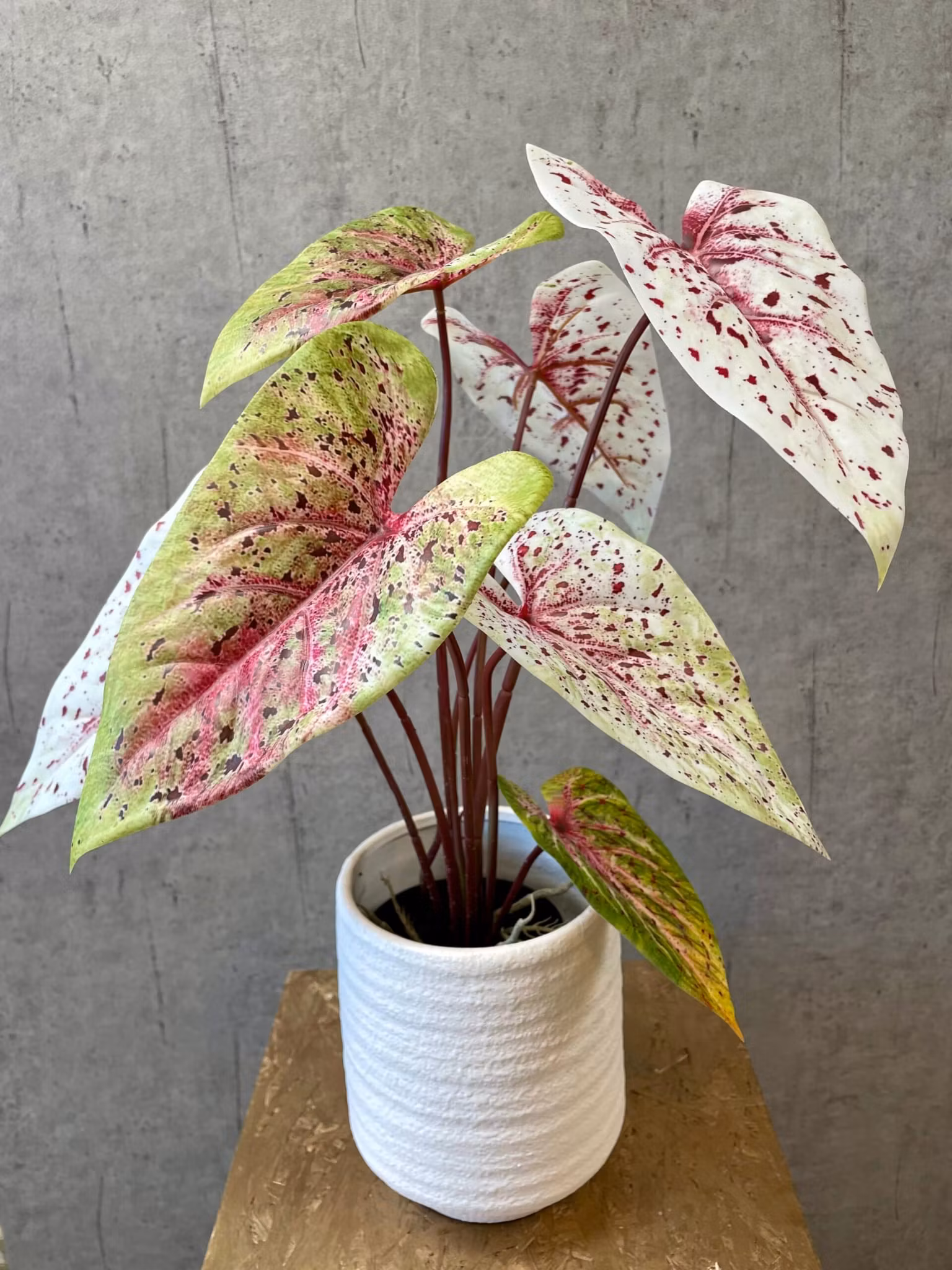 Caladium lys grøn/rosa