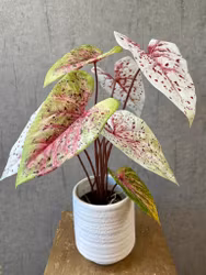 Caladium lys grøn/rosa