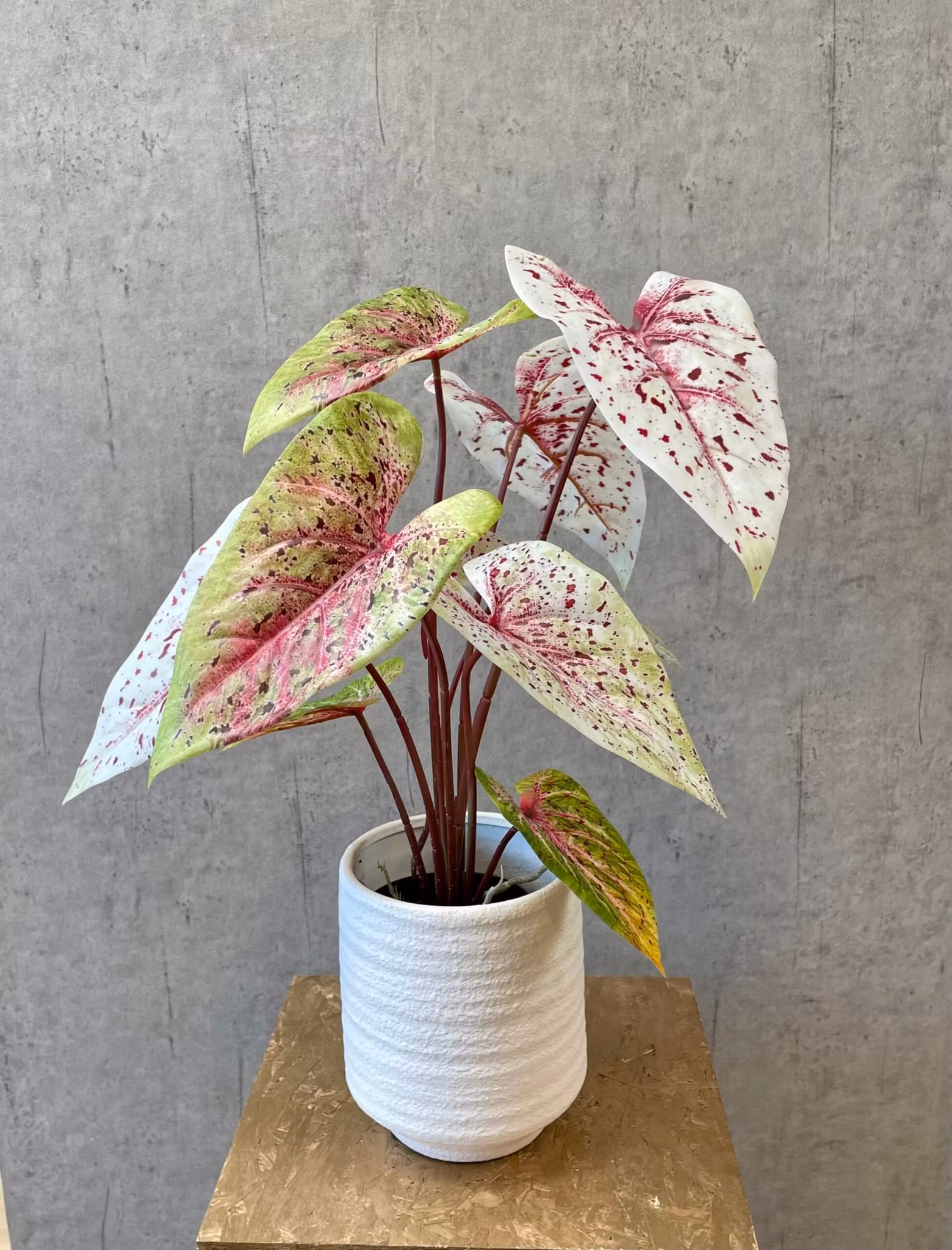 Caladium lys grøn/rosa