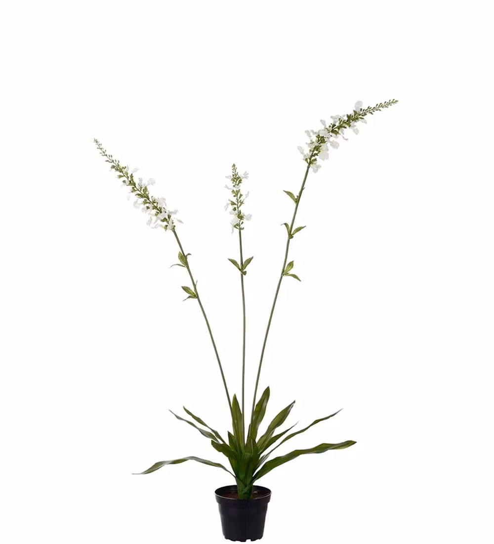 Porcelænsærenpris gren